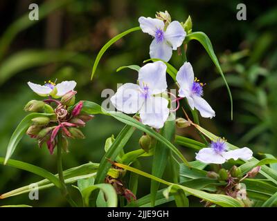 Fethery zentrierte blau-weiße Blüten des Sommers blühende winterharte Staudenspitzkraut, Tradescantia (Andersoniana Group) 'Iris Pritchard' Stockfoto