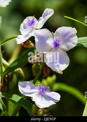 Fethery zentrierte blau-weiße Blüten des Sommers blühende winterharte Staudenspitzkraut, Tradescantia (Andersoniana Group) 'Iris Pritchard' Stockfoto