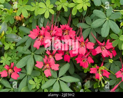 Rote Blüten der mehrjährigen kletternden schottischen Flammenblume, Tropeolum speciosum, eine Pflanze für kühle, feuchte Klimazonen Stockfoto