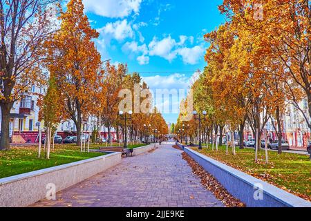 Der malerische Park mit gelben Eichen und grünem Rasen, bedeckt mit gefallenen Blättern, Myru Avenue, Tschernihiv, Ukraine Stockfoto