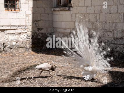 Zwei Pfauen, einer ein weißer Pfau und der andere ein Opalpfau, zeigen Federn in einem Paarungsritual auf Chateau du Rivau, Loire-Tal, Frankreich. Stockfoto