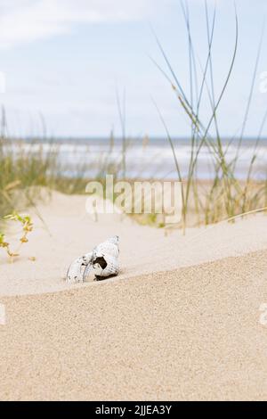 Norfolk, Großbritannien: Eine zerbrochene Welpenschale (Buccinum undatum), die auf einer Sanddüne mit Strängen auf Marrammgras und dem Meer außerhalb des Fokus dahinter liegt. Stockfoto