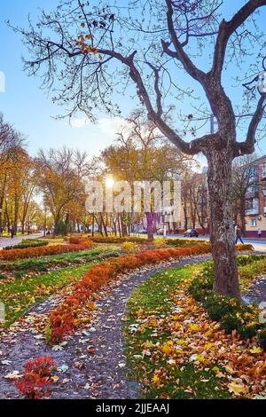 Der schöne Herbst Tschernihiw Dytynets Park mit ausgebreiteten Bäumen mit gelben Blättern und Sonnenuntergang, durch die Zweige gesehen, Tschernihiw, Ukraine Stockfoto