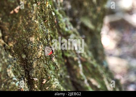 Diaethria candrena candrena, ein weißer, schwarzer und roter Schmetterling, bekannt als achtzig, 80, wegen des einzigartigen Designs seiner Flügel. Nationalpark El Palmar, Stockfoto