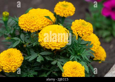 Rasen Blumen große gelbe Mexikanische studentenblume (Tagetes erecta). Close-up. Stockfoto