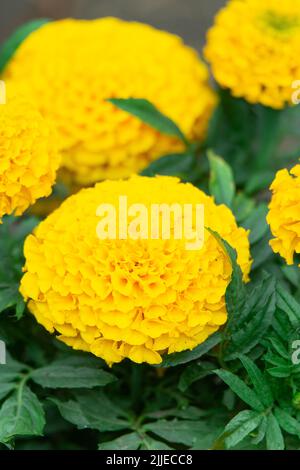 Rasen Blumen große gelbe Mexikanische studentenblume (Tagetes erecta). Close-up. Stockfoto