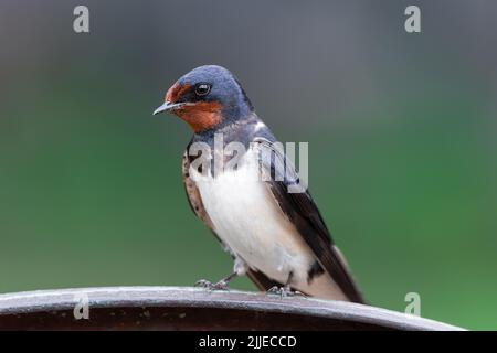 Die Schwalbe sitzt auf einem Eisengeländer. (Hirundo rustica) Vogel im Naturlebensraum. Wildlife-Szene aus der Natur. Stockfoto