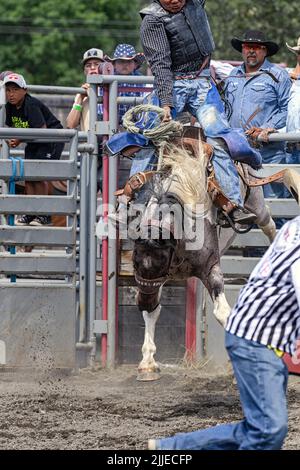 Sattelbronc-Reiter beim Tsuut’ina Nation Rodeo, Alberta, Kanada Stockfoto