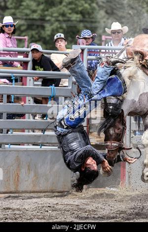 Sattelbronc-Reiter beim Tsuut’ina Nation Rodeo, Alberta, Kanada Stockfoto