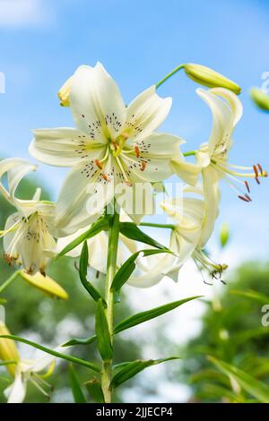 Weiße Lilium Apollo blüht im Sommer Ziergarten. Echte Lilien asiatischer Hybrid große blühende Pflanzen, selektiver Fokus Stockfoto