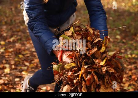 Unschärfe-Nahaufnahme weibliche Hand mit trockenen Blättern. Im Herbstpark reckt und ergreift ein Freiwilliger einen kleinen Haufen gelber Blätter. Reinigen des Stockfoto