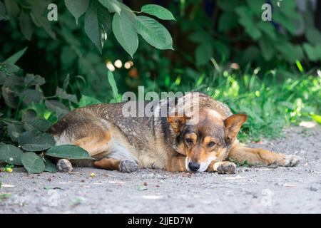 Der rote Megrel-Hund spaziert im Park. Halbbrüte weiße Schweizer Schäferhund geht an der frischen Luft auf dem grünen Gras und genießt das Leben. Ein glücklicher Haushund ohne Stockfoto