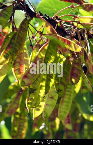 Judas Tree, gewöhnlicher Judasbaum, Gainier silicastre, Arbre de Judée, Cercis siliquastrum, Közönséges júdásfa, Budapest, Ungarn, Europa Stockfoto