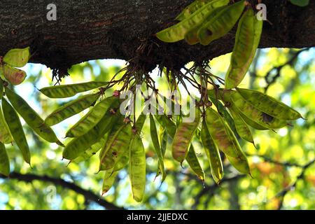 Judas Tree, gewöhnlicher Judasbaum, Gainier silicastre, Arbre de Judée, Cercis siliquastrum, Közönséges júdásfa, Budapest, Ungarn, Europa Stockfoto