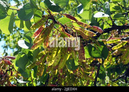 Judas Tree, gewöhnlicher Judasbaum, Gainier silicastre, Arbre de Judée, Cercis siliquastrum, Közönséges júdásfa, Budapest, Ungarn, Europa Stockfoto