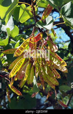 Judas Tree, gewöhnlicher Judasbaum, Gainier silicastre, Arbre de Judée, Cercis siliquastrum, Közönséges júdásfa, Budapest, Ungarn, Europa Stockfoto