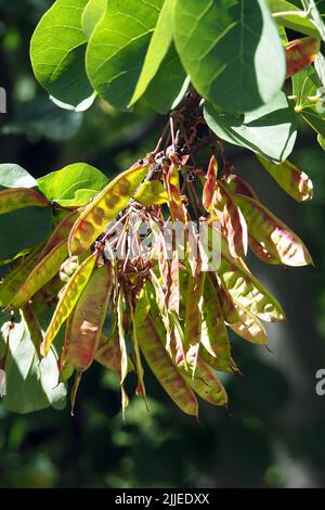 Judas Tree, gewöhnlicher Judasbaum, Gainier silicastre, Arbre de Judée, Cercis siliquastrum, Közönséges júdásfa, Budapest, Ungarn, Europa Stockfoto