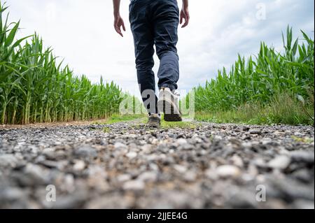 Blick von hinten auf einen Mann in Wanderschuhen, der auf einer Landstraße zwischen grünen Maisfeldern läuft. Stockfoto