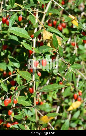 Chinesische Wolfbeere, Himalaya-Goji, Gemeiner Bocksdorn, gewöhnlicher Bocksdorn, Lycium barbarbarum, Ördögcérna, Ungarn, Europa Stockfoto