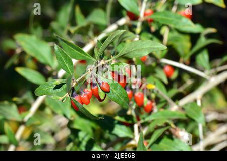 Chinesische Wolfbeere, Himalaya-Goji, Gemeiner Bocksdorn, gewöhnlicher Bocksdorn, Lycium barbarbarum, Ördögcérna, Ungarn, Europa Stockfoto