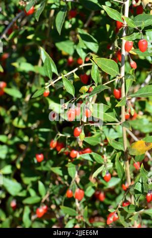 Chinesische Wolfbeere, Himalaya-Goji, Gemeiner Bocksdorn, gewöhnlicher Bocksdorn, Lycium barbarbarum, Ördögcérna, Ungarn, Europa Stockfoto