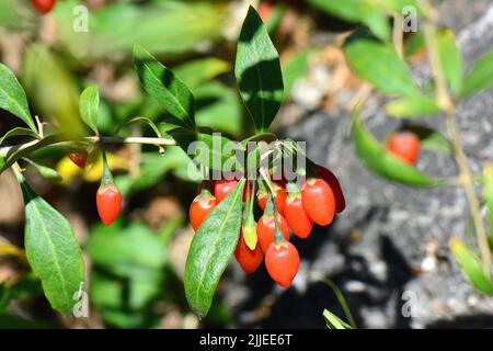 Chinesische Wolfbeere, Himalaya-Goji, Gemeiner Bocksdorn, gewöhnlicher Bocksdorn, Lycium barbarbarum, Ördögcérna, Ungarn, Europa Stockfoto