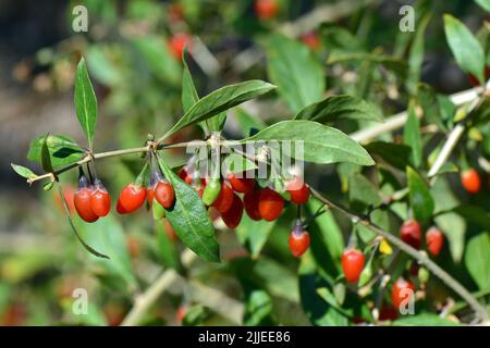 Chinesische Wolfbeere, Himalaya-Goji, Gemeiner Bocksdorn, gewöhnlicher Bocksdorn, Lycium barbarbarum, Ördögcérna, Ungarn, Europa Stockfoto