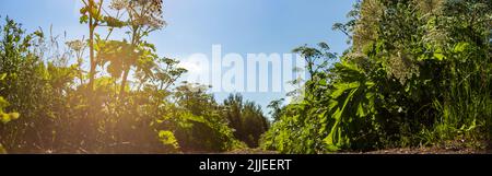 Giftiges Kraut. Wildblumen an einem sonnigen Tag entlang einer ländlichen Straße. Schöne natürliche ländliche Landschaft Stockfoto