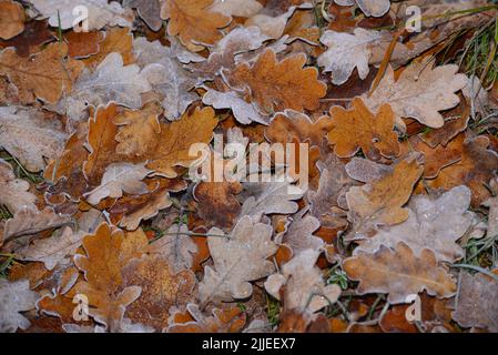Eichenblätter mit dem ersten Frost des Herbstes Stockfoto
