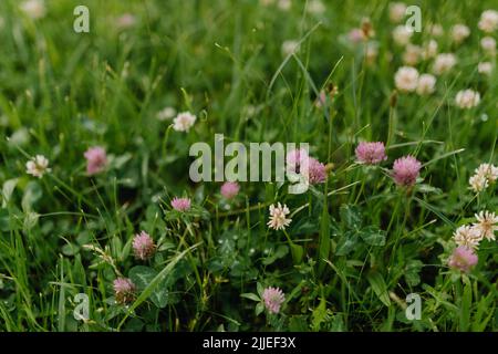 Hintergrund von frischen rosa Blumen und grünen Blättern von Klee oder Shamrock im Frühlingsgarten nach Regen. Nahaufnahme Stockfoto