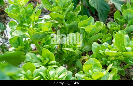 Seitenansicht Foto von frischem Purslane, der auf dem Hof wächst. Portulaca oleracea. Stockfoto