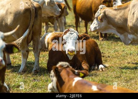 Kühe werden auf einem Grasfeld des Alpengraues hergebracht. Thema Landwirtschaft. Stockfoto