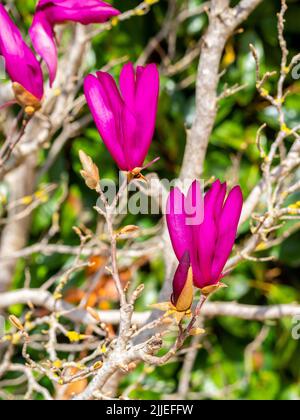 Selektiver Fokus von Magnolia soulangeana Susan blüht in einem Garten mit unscharfem Hintergrund Stockfoto