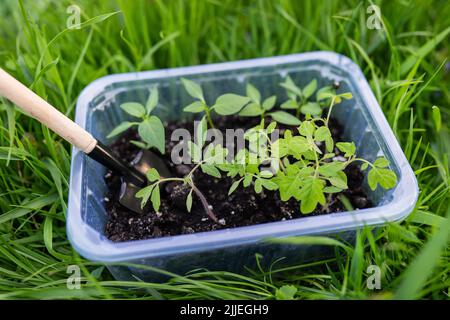 Pfeffer- und Tomatensämlinge in Torfboden in einer Kunststoffschale. Junge Sämlinge aus Pfeffer. Das Konzept der Gartenarbeit und Setzlinge. Junge Pflanze Stockfoto