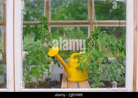 Eine gelbe Kunststoff-Gießkanne steht in einem Fenster Holzgewächshaus . Stockfoto