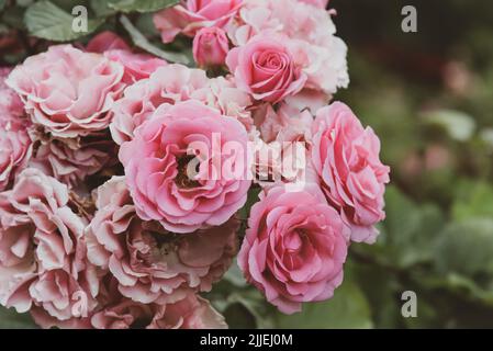Nahaufnahme von pastellrosa Gartenrosen, die im Sommergarten blühen. Stockfoto
