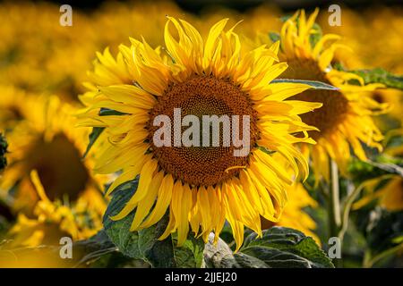 Eine Nahaufnahme einer lebhaften Sonnenblume im Sommer mit einer geringen Schärfentiefe Stockfoto