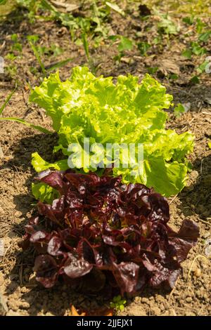 Detail von zwei grünen und Eichensalaten in einem frischen Bio-Gemüsegarten Stockfoto