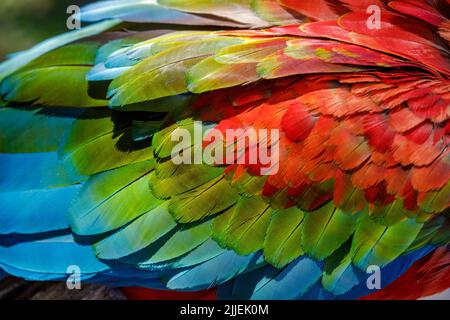Farbenfrohe Nahaufnahme des Flügels von scharlachfarbenem, grünem und blauem Ara, Pantanal, Brasilien. Stockfoto