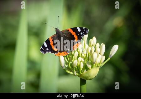 Der rote Admiral thronte auf ungeöffneten Blütenknospen. Stockfoto