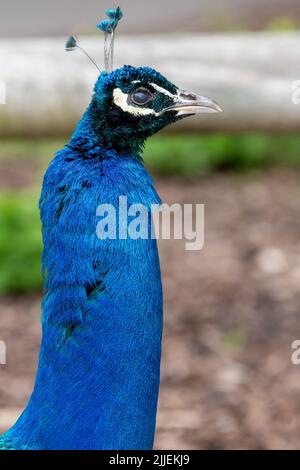 Kopfaufnahme eines Pfaus (pavo cristatus) Stockfoto