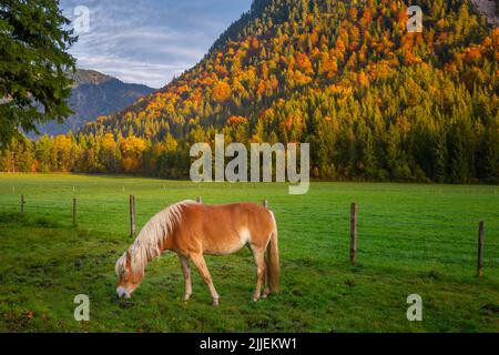 Brauner haflinger Pferde grasen auf tiroler Landschaft im Herbst, Österreich Stockfoto