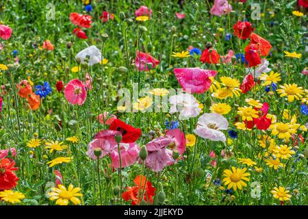 Bunt blühende Sommerwiese mit rot-rosa Mohnblumen, blauen Kornblumen. Wildsommerblumen Feld. Sommer Landschaft Hintergrund mit schönen Stockfoto