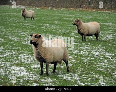 Weibliche weiße Dachs Gesicht Welsh Mountain Schafe Schafe weiden in schneebedeckten Feld in Grasmere, Cumbria, England, Großbritannien Stockfoto