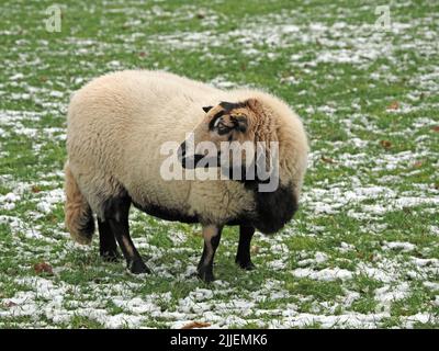 Weibliche weiße Dachs Gesicht Welsh Mountain Schafe Schafe weiden in schneebedeckten Feld in Grasmere, Cumbria, England, Großbritannien Stockfoto