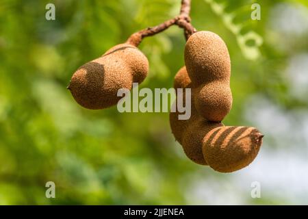 Tamarind (Tamarindus indica), Nahaufnahme von Tamarindenfrüchten auf einem Baum, Thailand Stockfoto