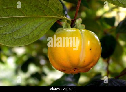 Kaki-Pflaumenbaum, japanischer Kaki (Diospyros kaki), fast reife Frucht auf einem Zweig Stockfoto