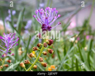 Federhyazinthe (Muscari comosum, Leopoldia comosa, Hyacinthus comosus), Blütenstand Stockfoto