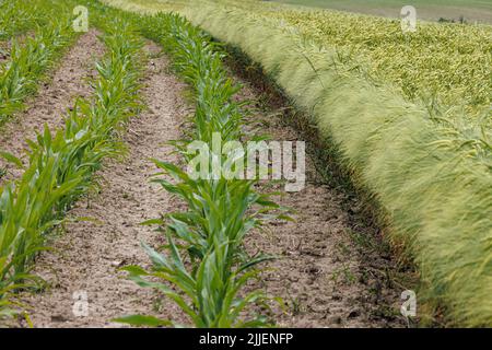Gerste (Hordeum vulgare), Maisfeld neben einem Gerstenfeld, Deutschland, Bayern Stockfoto