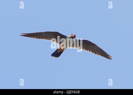 westlicher Rotfußfalke (Falco vespertinus), männliche Jagdmayflies, Deutschland, Bayern Stockfoto